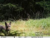 wolfs pup from PLA Kokořínsko